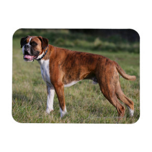 Boxer Dog Stehend Magnet