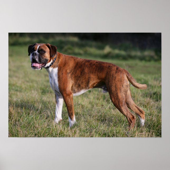Boxer Dog Stehend Poster