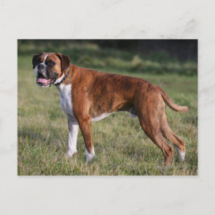 Boxer Dog Stehend Postkarte