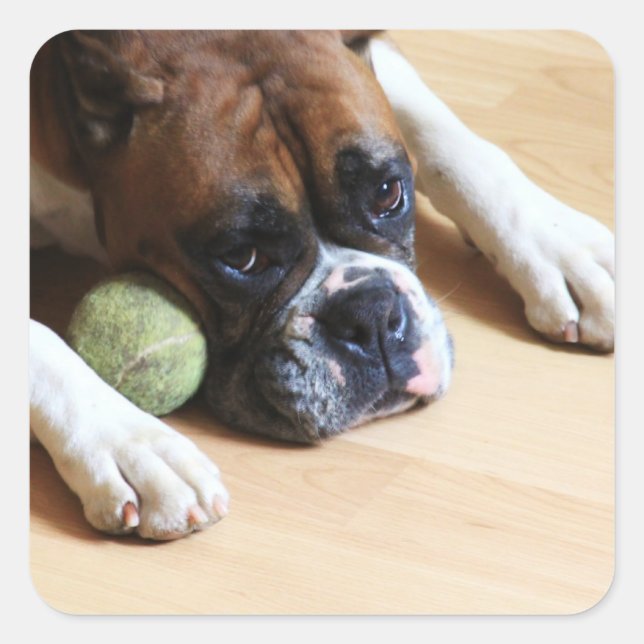Boxer Dog Stickers (Vorderseite)