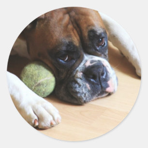 Boxer dog Stickers