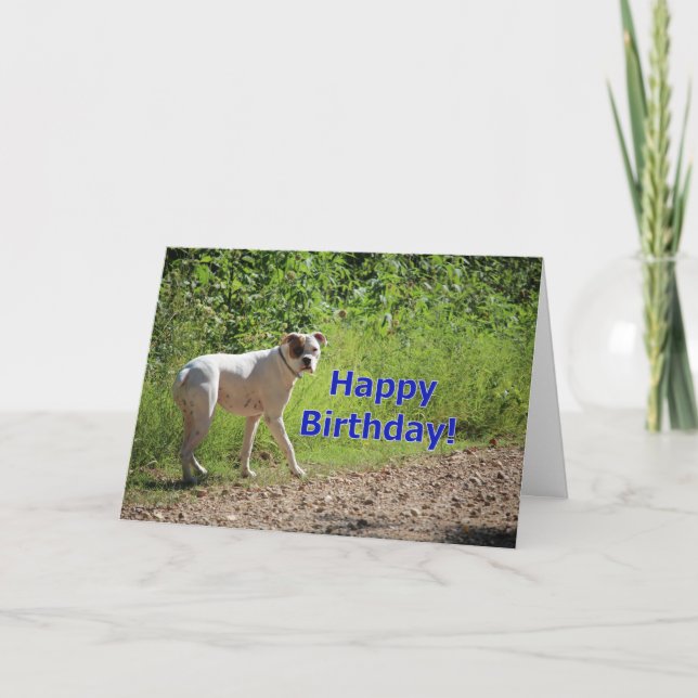 Boxer Geburtstag Karte (Vorderseite)
