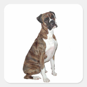 Boxer - gefleckt (natürliche Ohren) Quadratischer Aufkleber