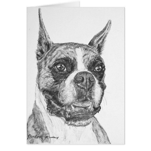 Boxer-Hund (Vorne)