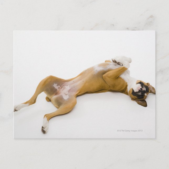 Boxer Hund auf ihrem Rücken auf dem Boden Postkarte (Vorderseite)