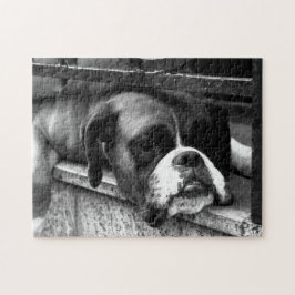 Boxer Hund auf Windows 11x14 252pc jpcn Puzzle