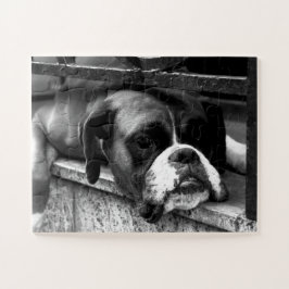 Boxer Hund auf Windows 11x14 30pc jpcna Puzzle
