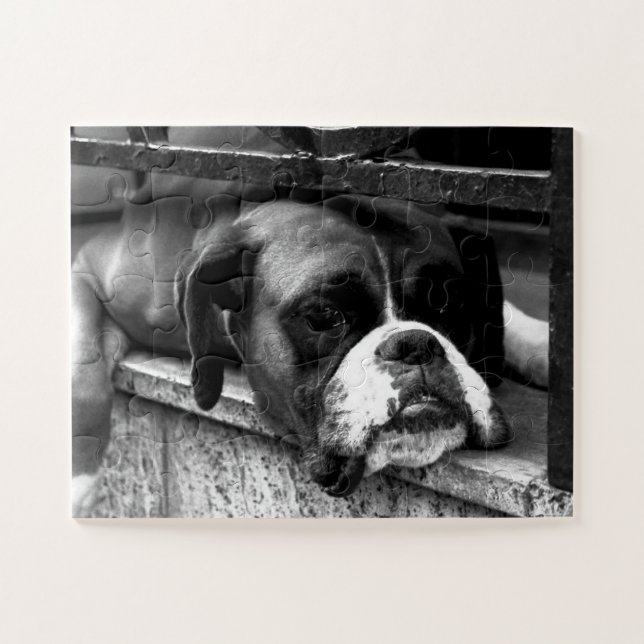 Boxer Hund auf Windows 11x14 30pc jpcna Puzzle (Horizontal)