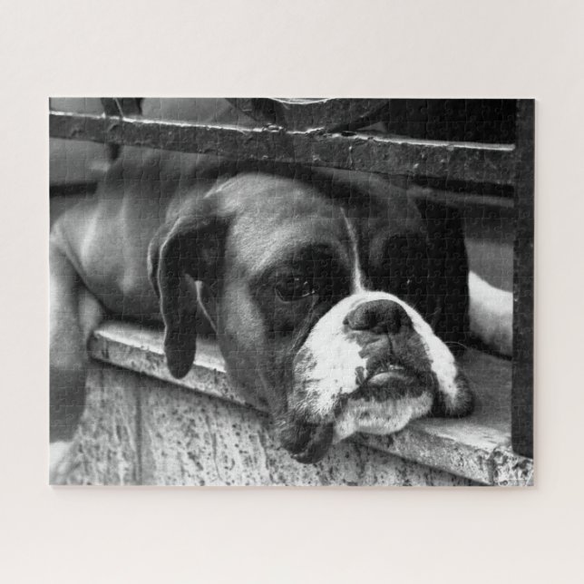 Boxer Hund auf Windows 16x20 520pc jpcna Puzzle (Horizontal)