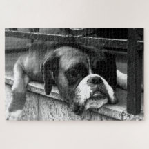 Boxer Hund auf Windows 20x30 1014pc jpcn
