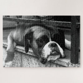 Boxer Hund auf Windows 20x30 1014pc jpcnm Puzzle