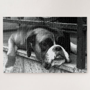 Boxer Hund auf Windows 20x30 1014pc jpcnm Puzzle