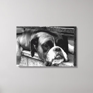 Boxer Hund auf Windows 24x16 (60x40cm) waccn Leinwanddruck