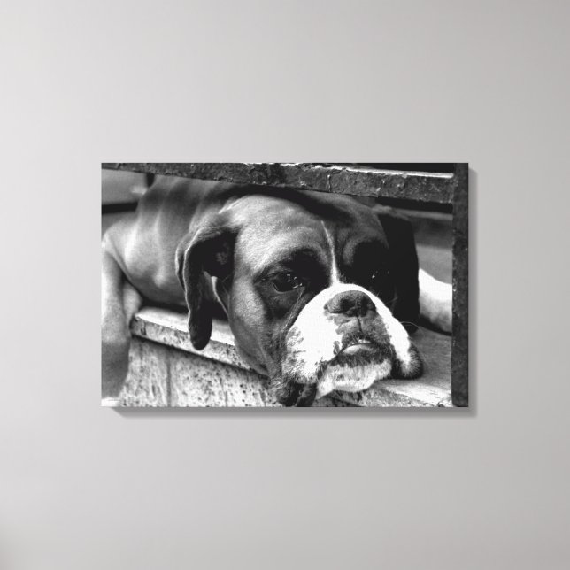 Boxer Hund auf Windows 24x16 (60x40cm) Waccnm Leinwanddruck (Vorderseite)