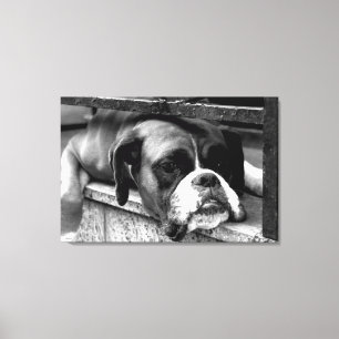 Boxer Hund auf Windows 36x24 (90x60cm) Waccnm Leinwanddruck