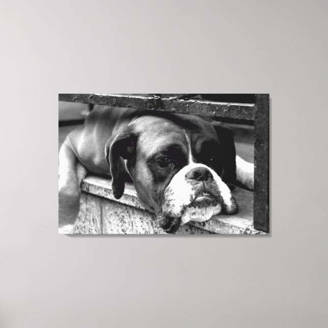 Boxer Hund auf Windows 36x24 (90x60cm) Waccnm Leinwanddruck (Vorderseite)