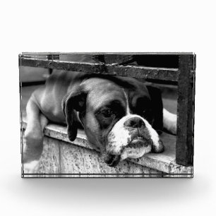 Boxer Hund auf Windows pbcn Fotoblock