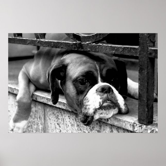 Boxer Hund auf Windows wapa Poster (Vorne)