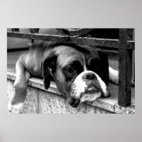 Boxer Hund auf Windows wapcn