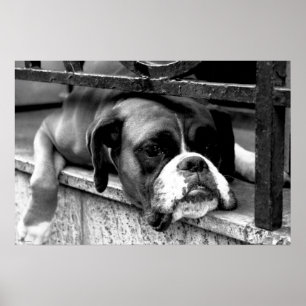 Boxer Hund auf Windows wapcn Poster