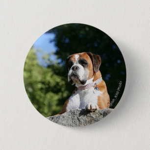 Boxer-Hund, der auf einen Felsen legt Button