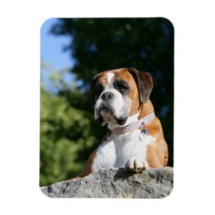 Boxer-Hund, der auf einen Felsen legt Magnet
