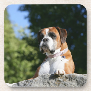 Boxer-Hund, der auf einen Felsen legt Untersetzer