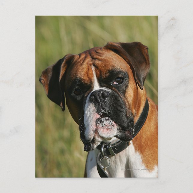 Boxer-Hund, der entlang der Kamera anstarrt Postkarte (Vorderseite)