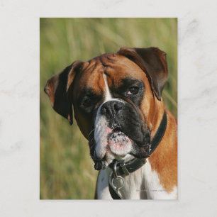 Boxer-Hund, der entlang der Kamera anstarrt Postkarte