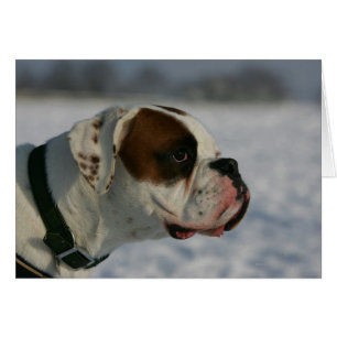 Boxer-Hund im Schnee