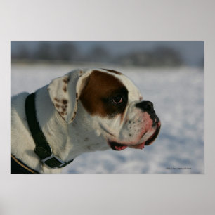 Boxer Hund im Schnee Poster