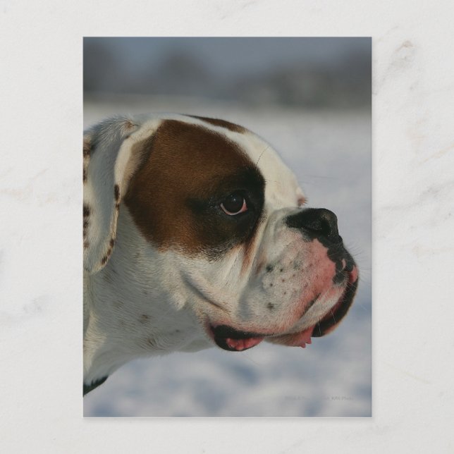 Boxer-Hund im Schnee Postkarte (Vorderseite)