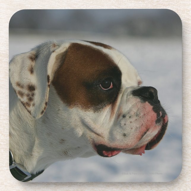 Boxer-Hund im Schnee Untersetzer (Vorderseite)