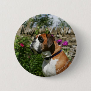 Boxer-Hund in den Blumen Button