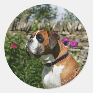 Boxer-Hund in den Blumen Runder Aufkleber