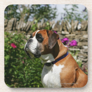 Boxer-Hund in den Blumen Untersetzer