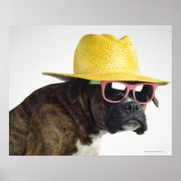 Boxer Hund mit Hut und Brille