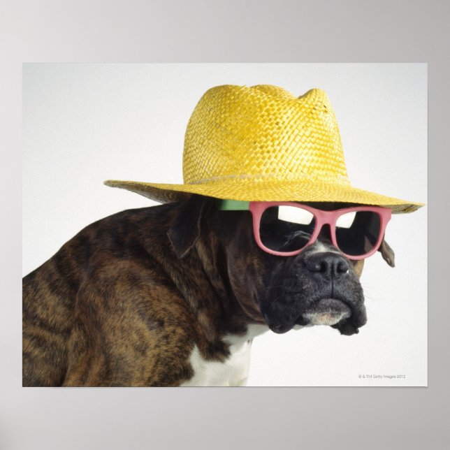 Boxer Hund mit Hut und Brille Poster (Vorne)