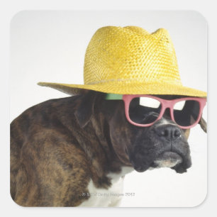Boxer Hund mit Hut und Brille Quadratischer Aufkleber