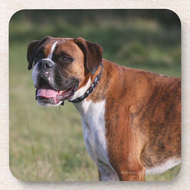 Boxer-Hund stehend Getränkeuntersetzer (Vorderseite)