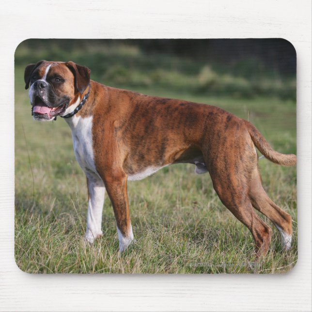 Boxer-Hund stehend Mousepad (Vorne)