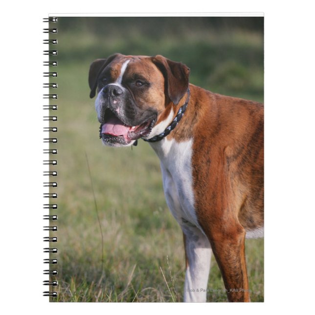 Boxer-Hund stehend Notizblock (Vorderseite)