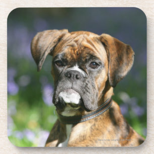 Boxer-HundeHeadshot Untersetzer