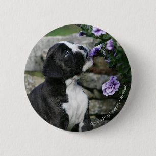 Boxer-Hundekeuchen Button