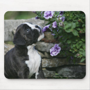 Boxer-Hundekeuchen Mousepad
