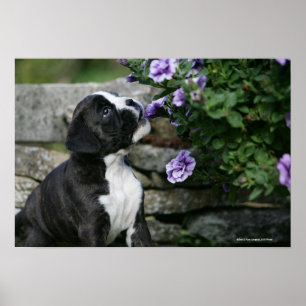 Boxer-Hundekeuchen Poster