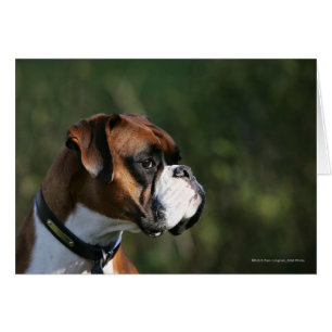 Boxer-Hundeseiten-Profil
