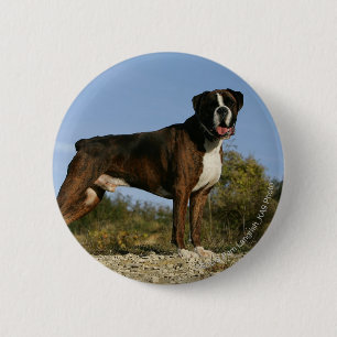 Boxer-Hundeshow-Position Button