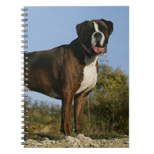 Boxer-Hundeshow-Position Notizblock