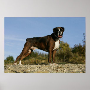 Boxer-Hundeshow-Position Poster